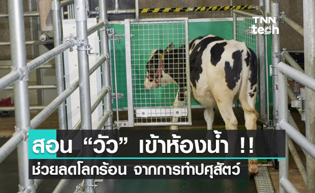 สอนวัวเข้าห้องน้ำ !! ช่วยลดภาวะโลกร้อนจากการทำปศุสัตว์