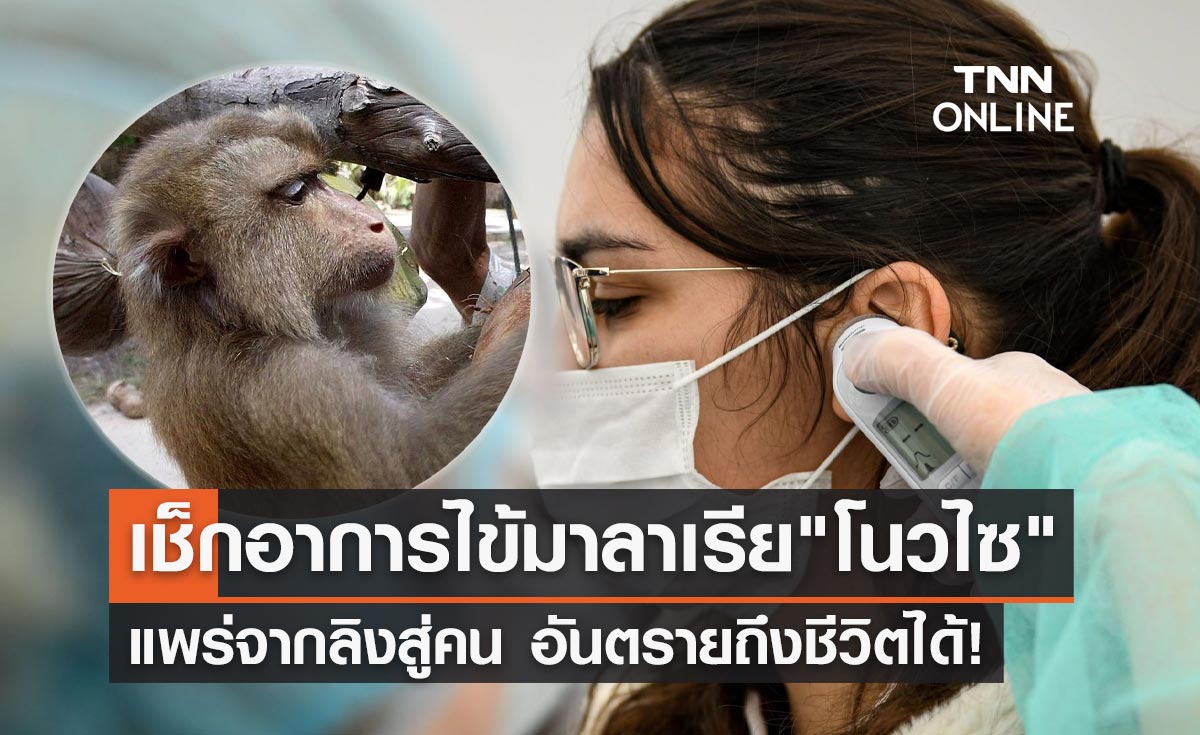 เช็กอาการไข้มาลาเรีย โนวไซ ติดต่อจากลิงสู่คน ป่วยแล้ว 70 ราย!