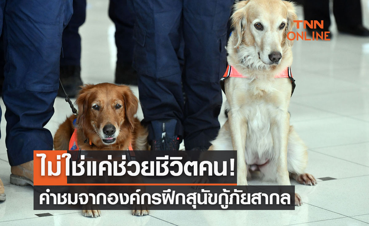 ไม่ใช่แค่ช่วยชีวิตคน! เซียร่า-ซาฮาร่า ได้รับคำชมจากองค์กรฝึกสุนัขกู้ภัยสากล 