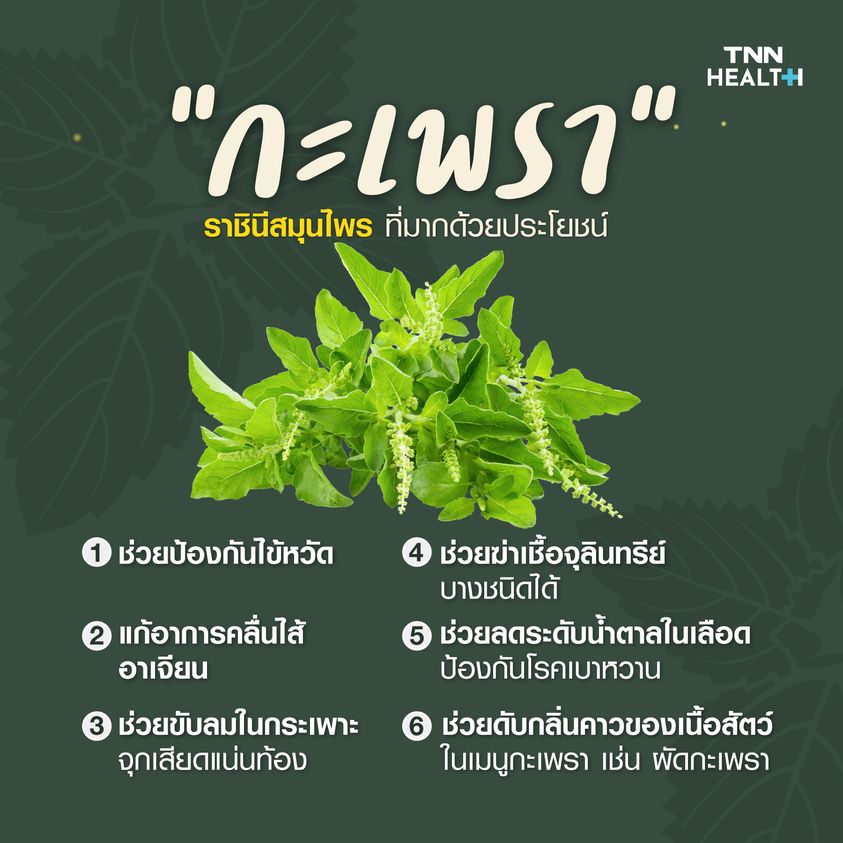 “กะเพรา” ราชินีสมุนไพร ที่มากด้วยประโยชน์