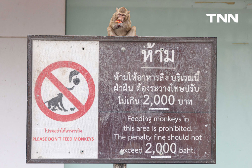 ลิงลพบุรี -- เจ้าบ้านเก่า ที่กลายเป็นแขกไม่ได้รับเชิญ ลิงลพบุรี -- เจ้าบ้านเก่า ที่กลายเป็นแขกไม่ได้รับเชิญ