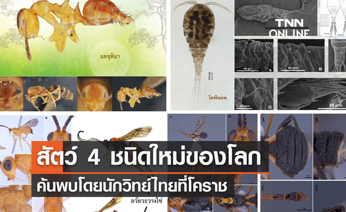 นักวิทย์ไทยค้นพบ สัตว์ 4 ชนิดใหม่ของโลกที่โคราช