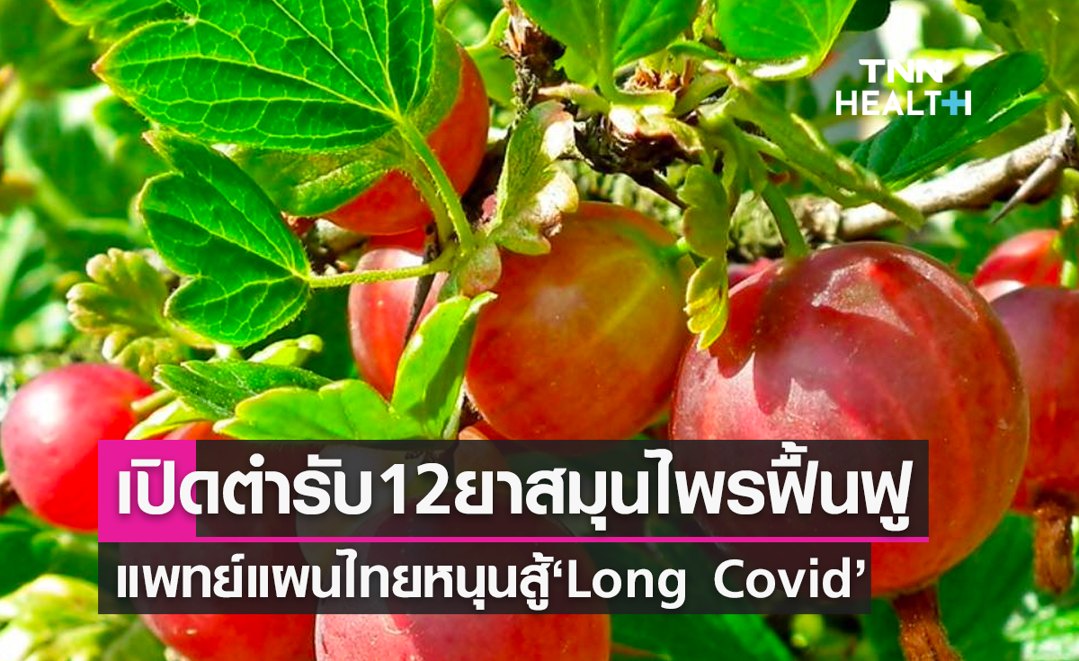 กรมการแพทย์แผนไทยและการแพทย์ทางเลือก เปิดตำรับ 12 ยาสมุนไพร ใช้ฟื้นฟูสุขภาพ หลังติดเชื้อโควิด-19