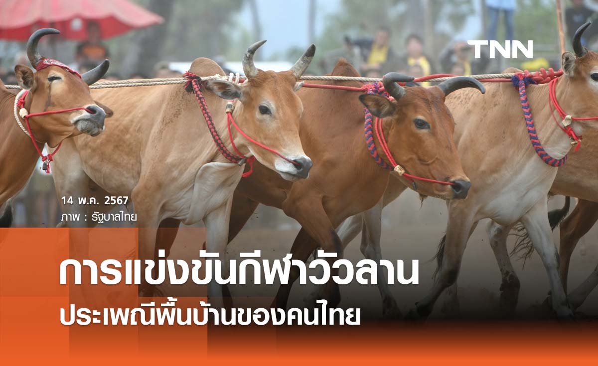 "การแข่งขันกีฬาวัวลาน" ประเพณีพื้นบ้านของคนไทย ช่วยกระตุ้นเศรษฐกิจในชุมชน