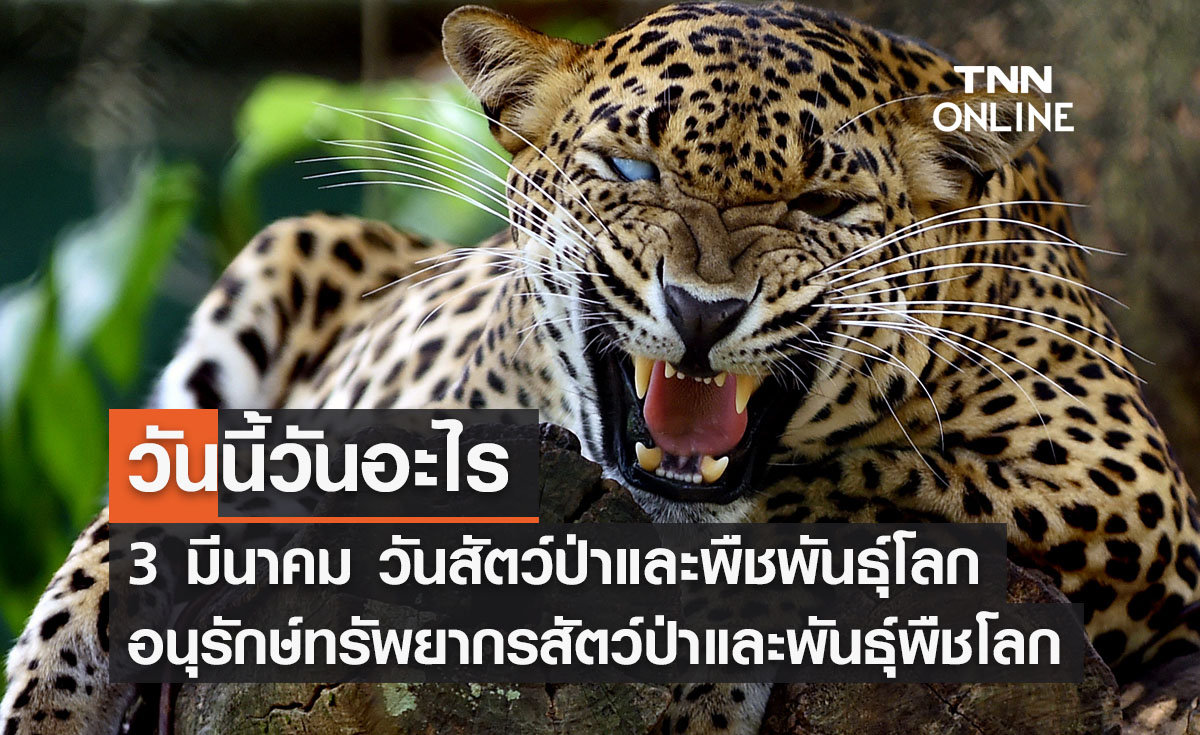 วันนี้วันอะไร วันสัตว์ป่าและพืชพันธุ์โลก ตรงกับวันที่ 3 มีนาคม