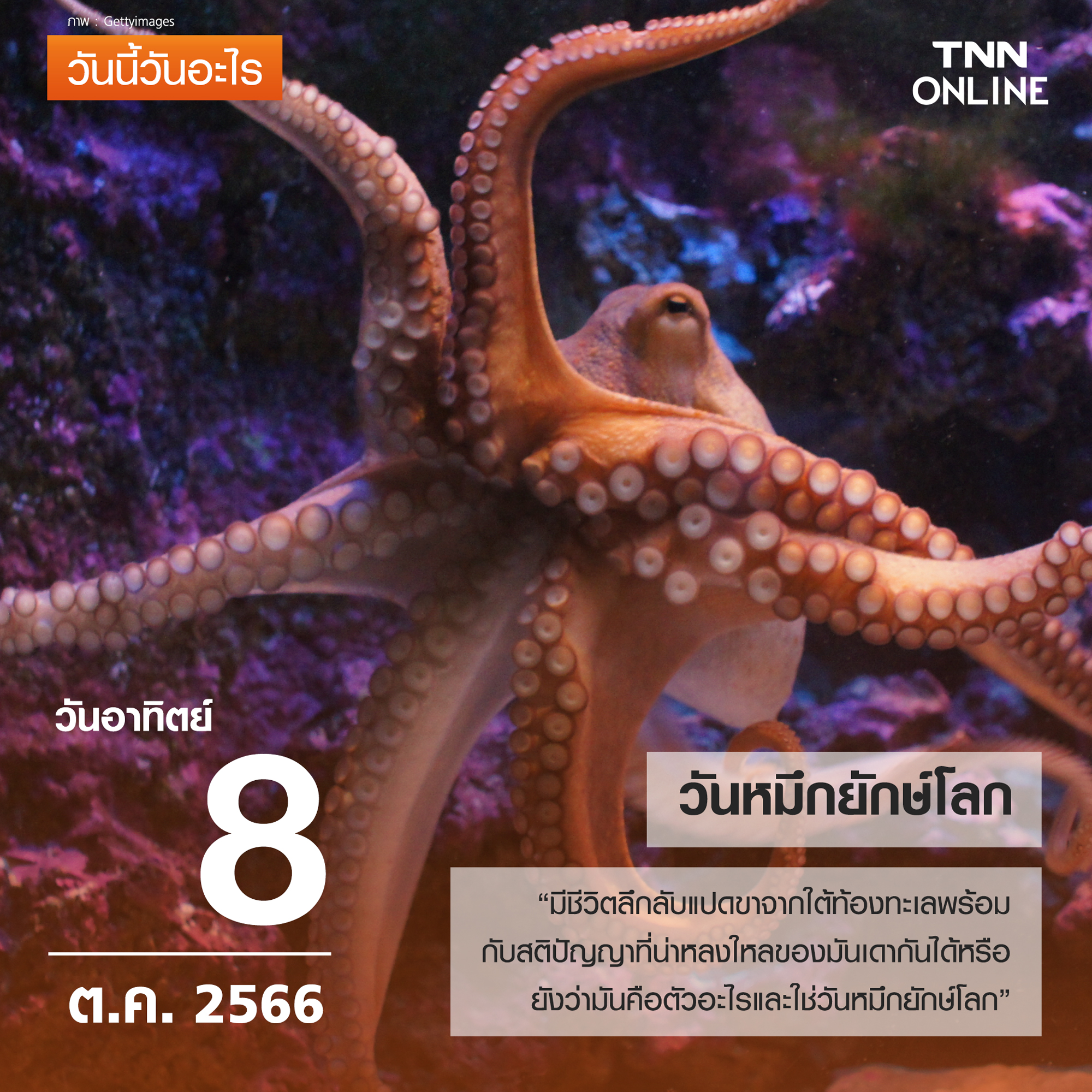 วันนี้วันอะไร 8 ตุลาคม ตรงกับ “วันหมึกยักษ์โลก” วันนี้วันอะไร 8 ตุลาคม ตรงกับ “วันหมึกยักษ์โลก”