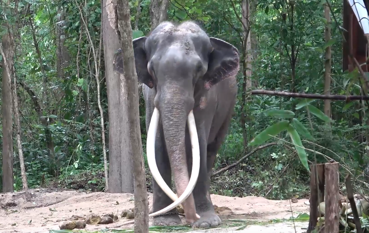 อาการล่าสุด ‘พลายศักดิ์สุรินทร์’ ฝียุบแล้ว หลังอยู่ไทยมา 10 วัน อาการล่าสุด ‘พลายศักดิ์สุรินทร์’ ฝียุบแล้ว หลังอยู่ไทยมา 10 วัน