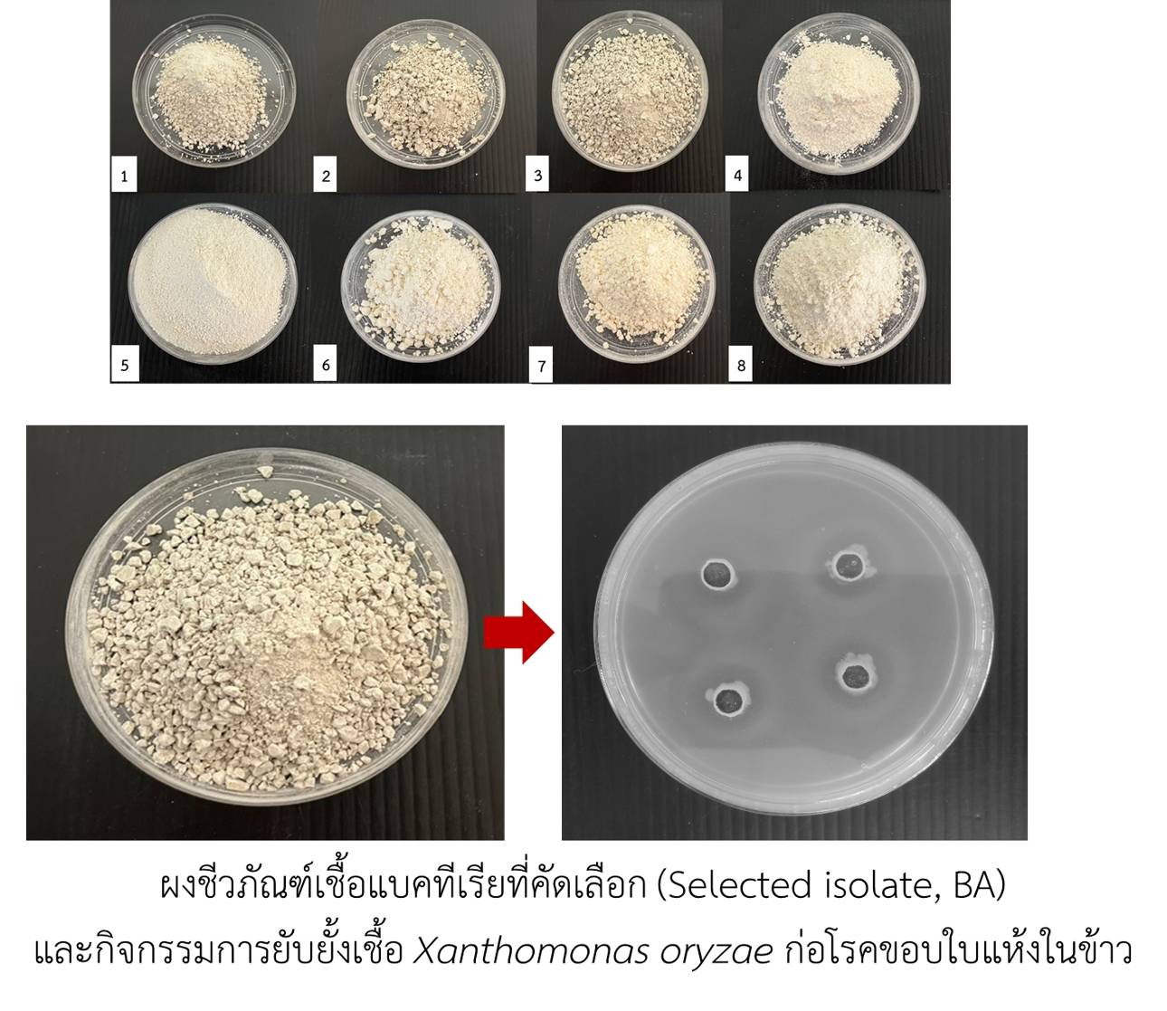 สกสว.หนุน ราชภัฏหมู่บ้านจอมบึง วิจัยโรคระบาดในข้าวเมืองโอ่ง