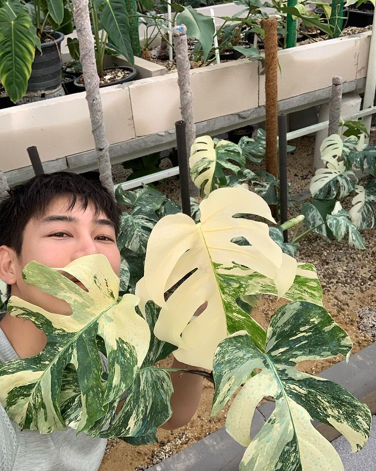 เคน ภูภูมิ เปิดประมูลกล้วยด่าง ไม่กี่ชั่วโมงได้ราคาเกินแสน (มีคลิป) เคน ภูภูมิ เปิดประมูลกล้วยด่าง ไม่กี่ชั่วโมงได้ราคาเกินแสน (มีคลิป)