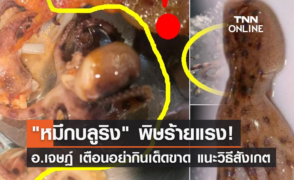 "หมึกบลูริง" อ.เจษฎ์ เตือนมีพิษร้ายแรง อย่ากินเด็ดขาด แนะวิธีสังเกต