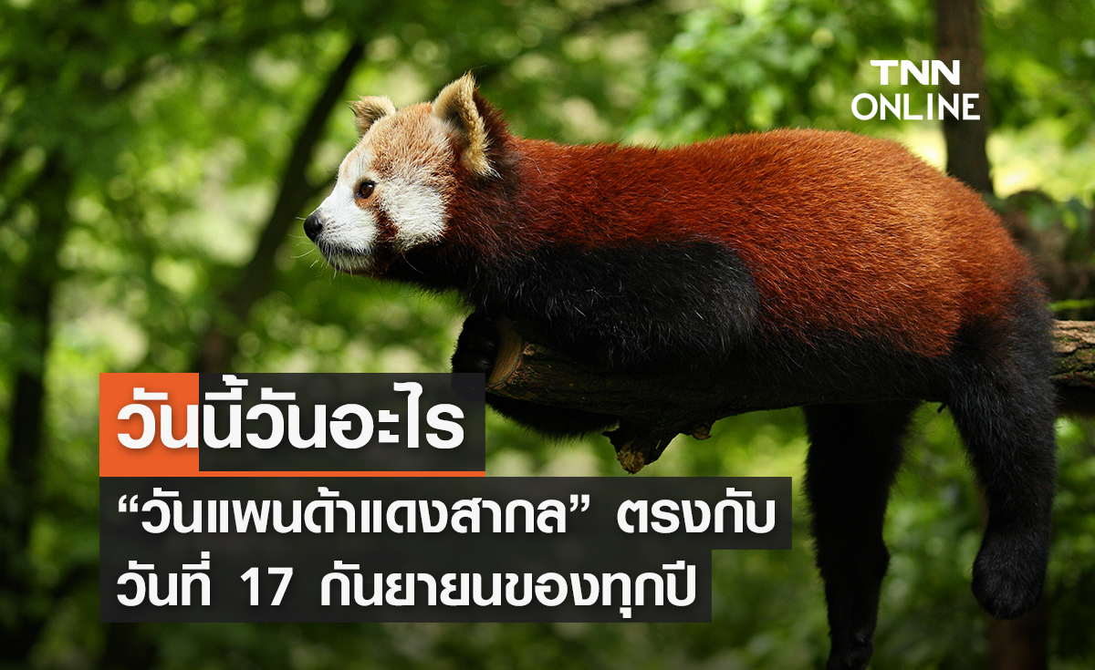 วันนี้วันอะไร 17 กันยายน ตรงกับ “วันแพนด้าแดงสากล”