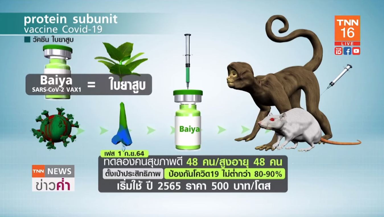 รู้จัก วัคซีนใบยา ฝีมือคนไทย เทคโนโลยีเดียวกับ โนวาแวกซ์