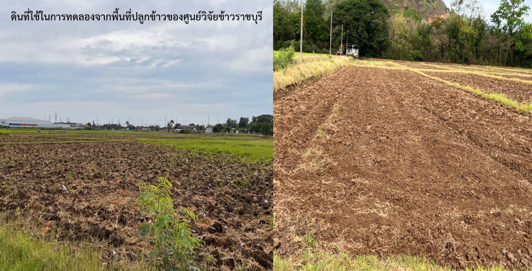 สกสว.หนุน ราชภัฏหมู่บ้านจอมบึง วิจัยโรคระบาดในข้าวเมืองโอ่ง