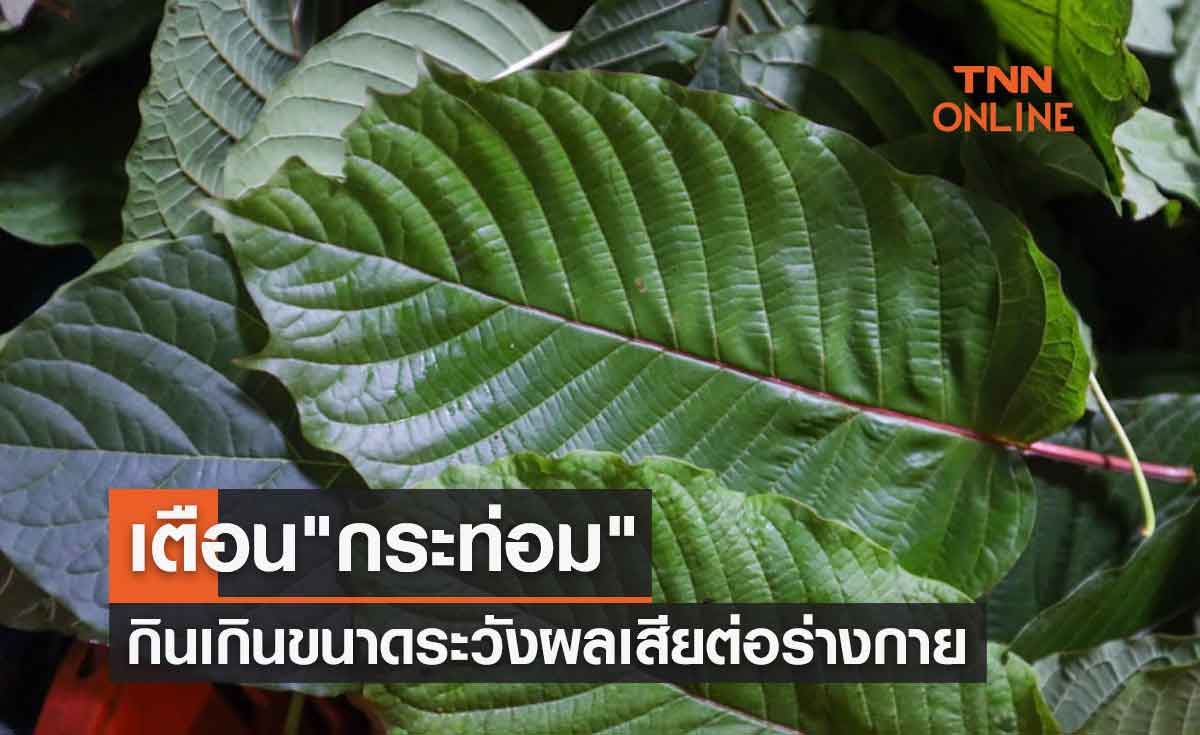 เตือน"กระท่อม"กินให้พอดีมีประโยชน์ทางยา กินเกินขนาดระวังผลเสียต่อร่างกาย