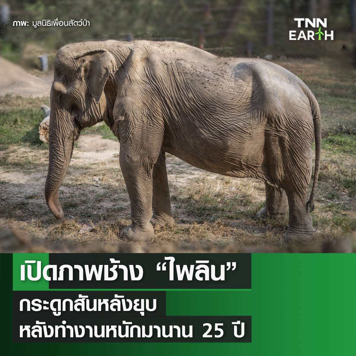 Environment: มูลนิธิเพื่อนสัตว์ป่า เปิดภาพช้าง “ไพลิน” กระดูกสันหลังยุบ หลังทำงานหนักมานาน 25 ปี Environment: มูลนิธิเพื่อนสัตว์ป่า เปิดภาพช้าง “ไพลิน” กระดูกสันหลังยุบ หลังทำงานหนักมานาน 25 ปี
