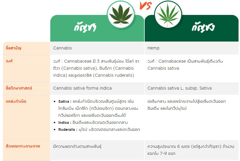 กัญชง - กัญชา ต่างกันอย่างไร