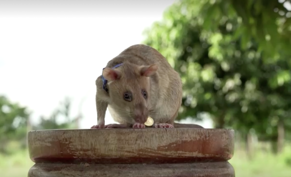 เปิดภาพน่ารัก ‘หนูยักษ์ฮีโร่’ ดมกลิ่นหากับระเบิดในกัมพูชา 