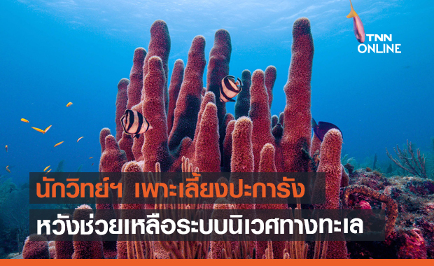 นักวิทย์ฯ ญี่ปุ่น เพาะเลี้ยงปะการังได้สำเร็จ หวังช่วยเหลือระบบนิเวศทางทะเล