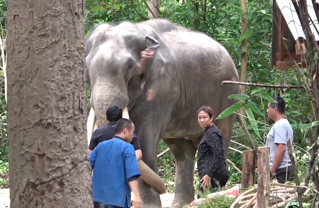 อัปเดตล่าสุด “พลายศักดิ์สุรินทร์” สุภาพดีไม่มีโรคติดต่อ อัปเดตล่าสุด “พลายศักดิ์สุรินทร์” สุภาพดีไม่มีโรคติดต่อ