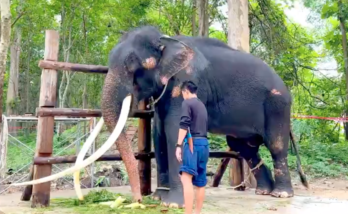 อัปเดตอาการล่าสุด พลายศักดิ์สุรินทร์ เริ่มคุ้นเคยกับควาญไทย อัปเดตอาการล่าสุด พลายศักดิ์สุรินทร์ เริ่มคุ้นเคยกับควาญไทย