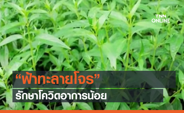 “ฟ้าทะลายโจร”  รักษาโควิดอาการน้อย (คลิป)