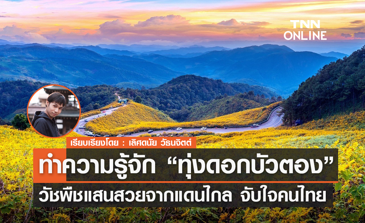 ทำความรู้จัก "ทุ่งดอกบัวตอง" วัชพืชแสนสวยจากแดนไกล จับใจคนไทย