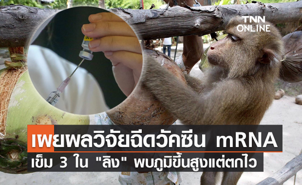 ดร.อนันต์ เผยผลงานวิจัยฉีด mRNA เข็ม 3 ใน "ลิง" ภูมิขึ้นสูงแต่ตกไว!