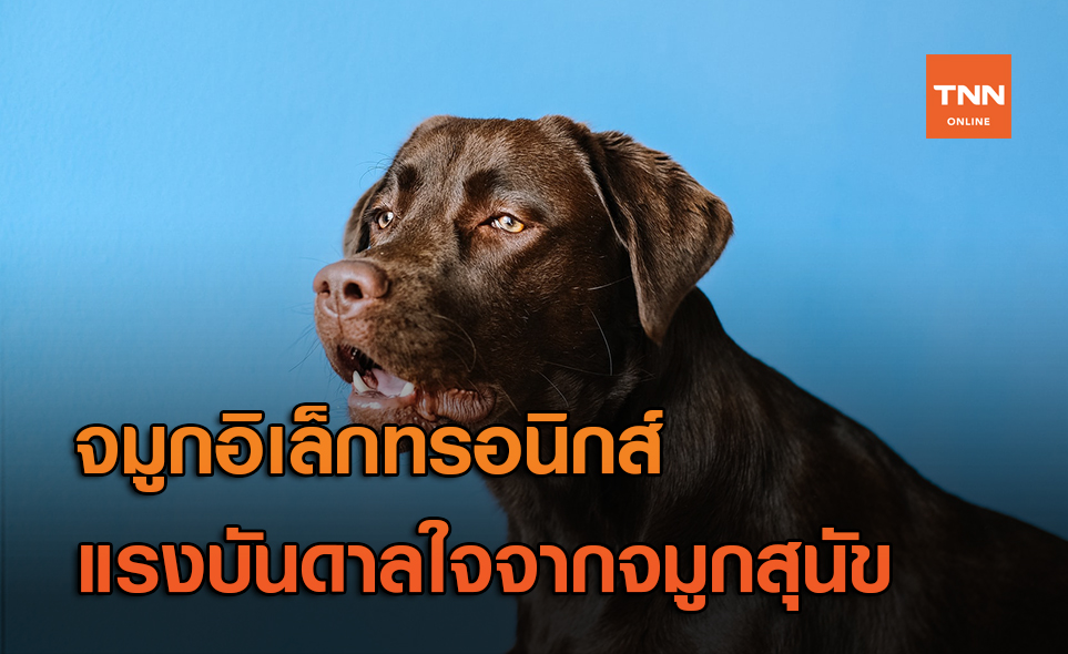 จมูกอิเล็กทรอนิกส์ เลียนแบบการทำงานของจมูกสุนัข!