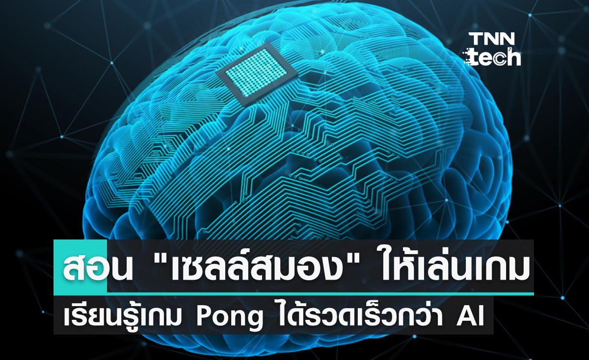 นักวิจัยสอน เซลล์สมอง เล่นเกม Pong - พบว่าเรียนรู้ได้รวดเร็วกว่า AI