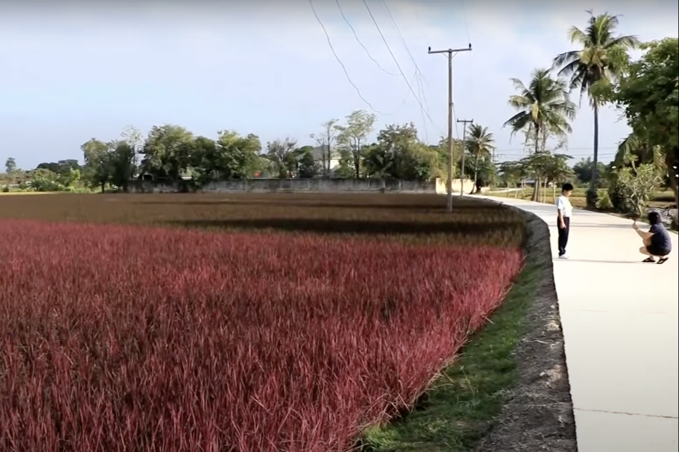 นาข้าวสีชมพู เมืองพิษณุโลก เปิดให้ นทท.เข้าชมฟรี