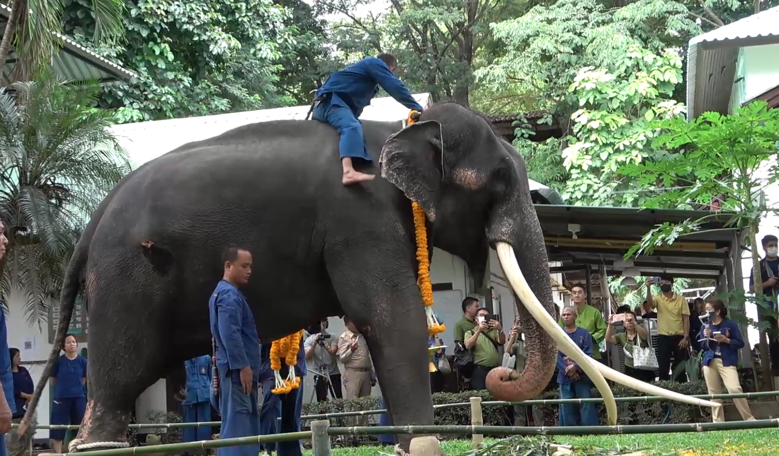 หาดูยาก! เปิดภาพพิธีฮ้องขวัญช้าง เรียกขวัญ “พลายศักดิ์สุรินทร์” กลับไทย หาดูยาก! เปิดภาพพิธีฮ้องขวัญช้าง เรียกขวัญ “พลายศักดิ์สุรินทร์” กลับไทย