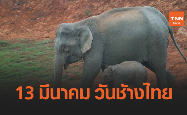 วันช้างไทย 13 มีนาคม เปิดที่มาความสำคัญของ ช้าง ขุนพลคู่แผ่นดิน