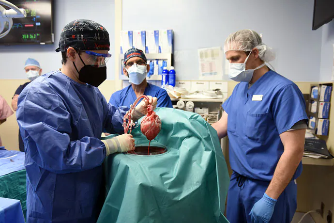 ศัลยแพทย์สหรัฐฯ ปลูกถ่าย หัวใจหมู ในร่างกายมนุษย์ได้สำเร็จเป็นครั้งแรกของโลก !!