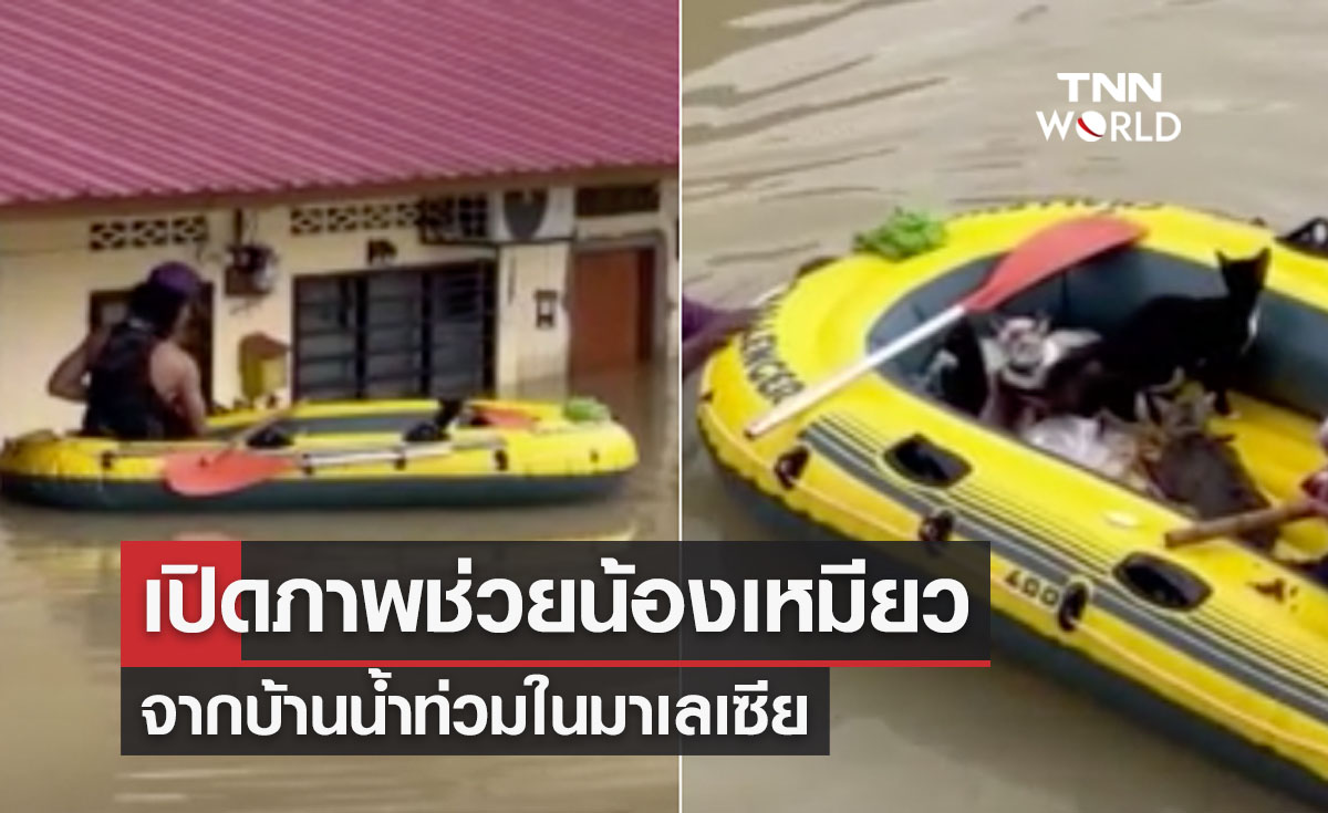 เปิดภาพช่วยแมวจากบ้านน้ำท่วมในมาเลเซีย เสียชีวิตแล้ว 8 ราย