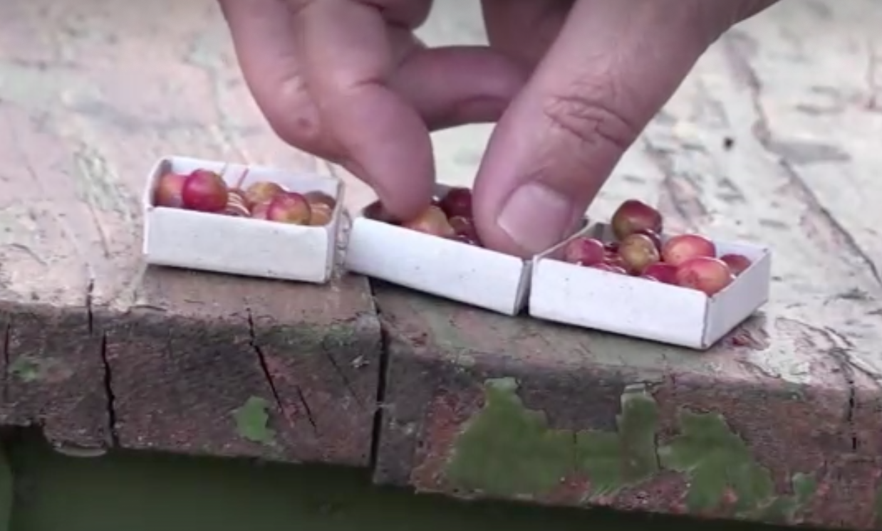 มุ้งมิ้ง! ชาวสวนรัสเซียปลูกแอปเปิ้ลจิ๋วลูกเท่าไข่มุก เหมาะกับอากาศไซบีเรีย 
