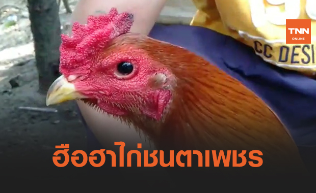 ฮือฮา! ไก่ชนตาเพชร เจ้าของไม่ขายแม้จะมีคนให้ราคาครึ่งแสน ฮือฮา! ไก่ชนตาเพชร เจ้าของไม่ขายแม้จะมีคนให้ราคาครึ่งแสน
