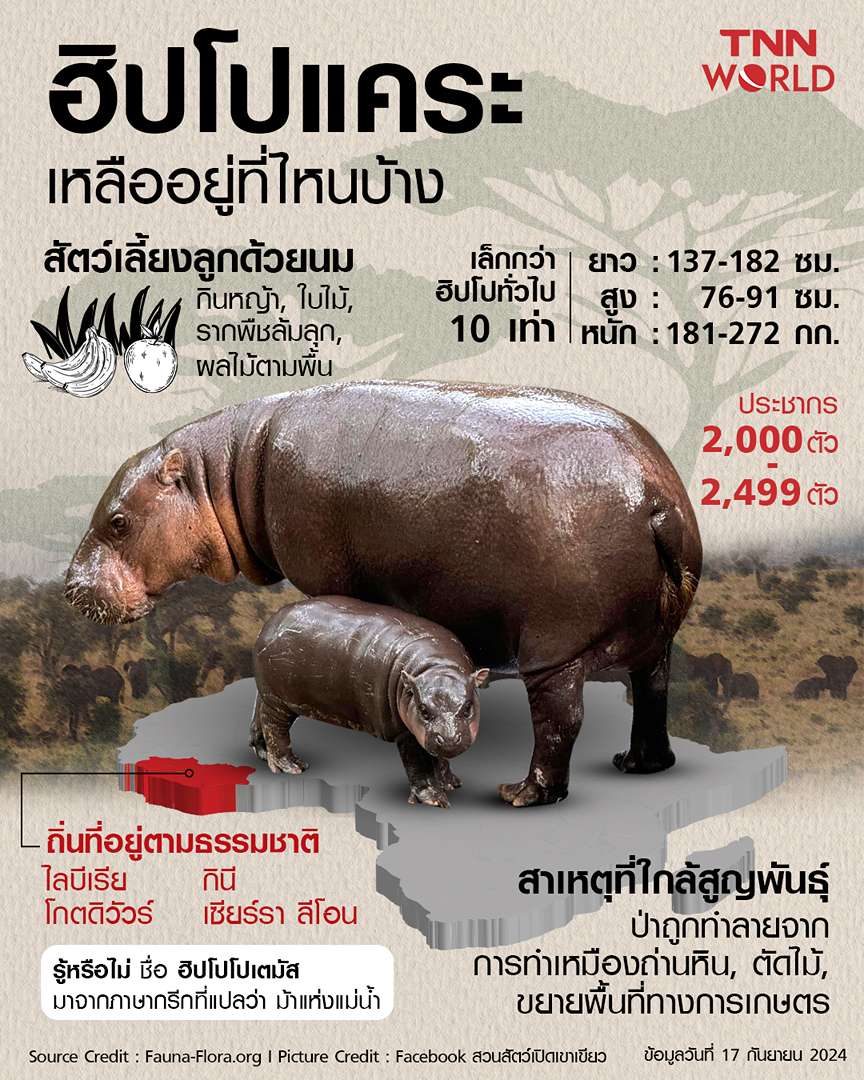 รู้จัก ‘ฮิปโปแคระ’ สายพันธุ์ของน้องหมูเด้ง เหลืออยู่ที่ไหนบ้าง รู้จัก ‘ฮิปโปแคระ’ สายพันธุ์ของน้องหมูเด้ง เหลืออยู่ที่ไหนบ้าง