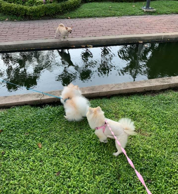 พาดหัว
