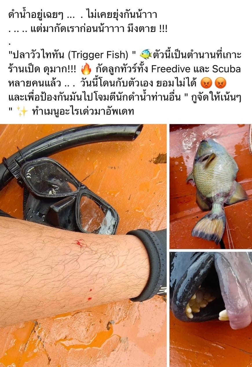 รู้จัก ปลาวัวไททัน สัตว์ที่ถูกนักดำน้ำฆ่าตาย จนเกิดดราม่า รู้จัก ปลาวัวไททัน สัตว์ที่ถูกนักดำน้ำฆ่าตาย จนเกิดดราม่า