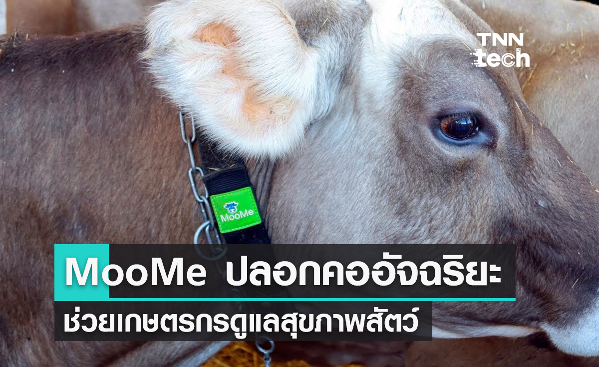 MooMe ปลอกคออัจฉริยะ ช่วยเกษตรกรดูแลสุขภาพสัตว์แบบเรียลไทม์ 