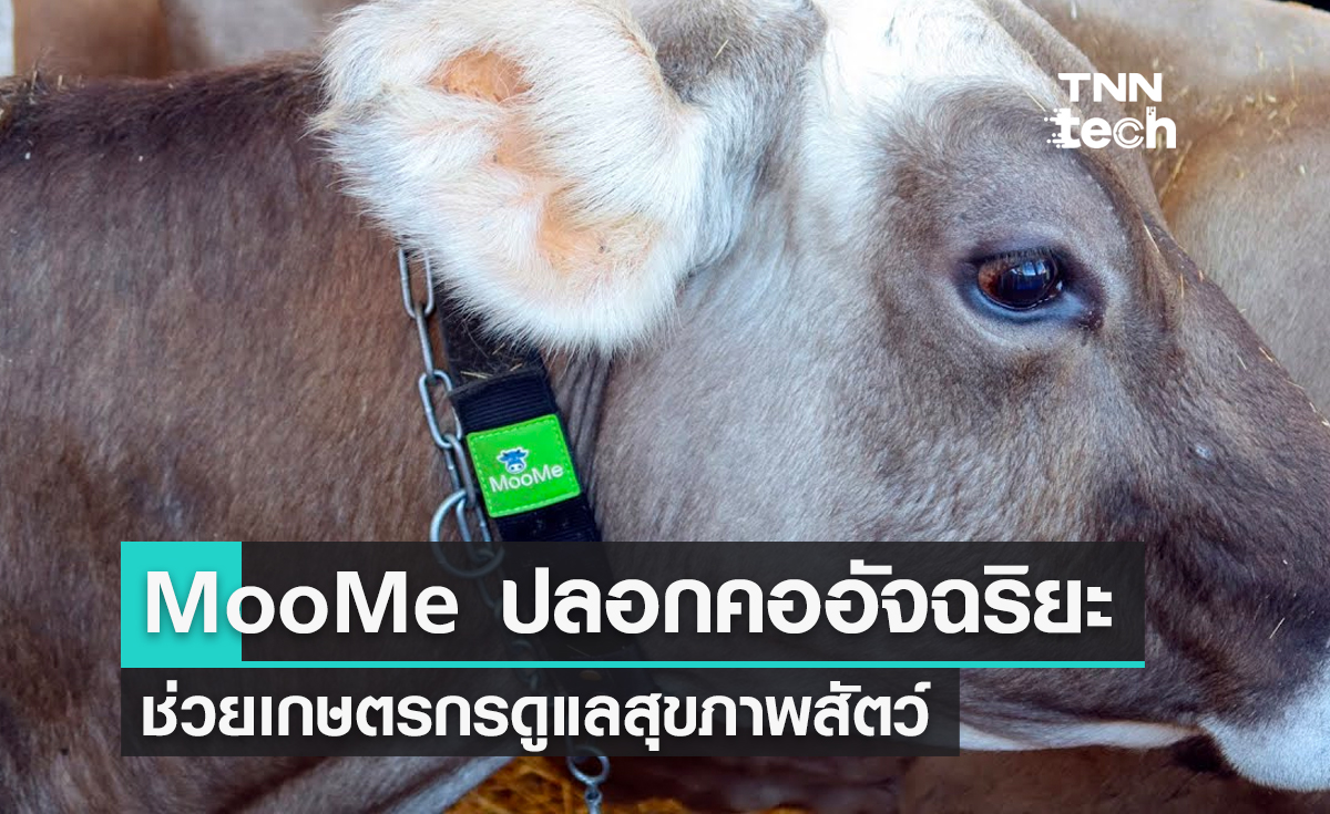 MooMe ปลอกคออัจฉริยะ ช่วยเกษตรกรดูแลสุขภาพสัตว์แบบเรียลไทม์