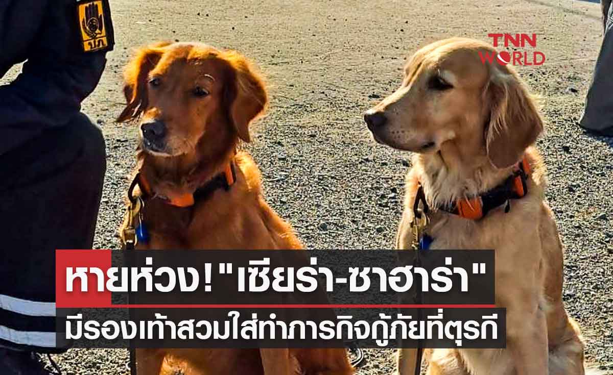 หายห่วง! เซียร่า-ซาฮาร่า สุนัขกู้ภัยจากไทยมีรองเท้าสวมใส่ทำภารกิจที่ตุรกี