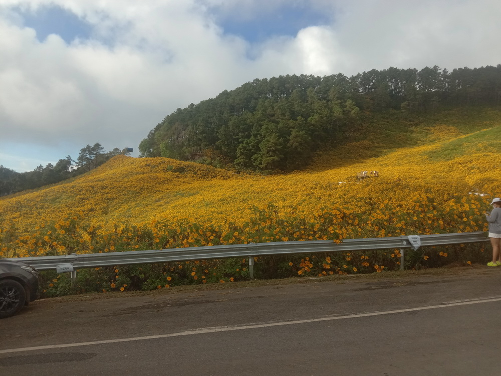 ที่เที่ยวแม่ฮ่องสอน นทท.แห่ชมทุ่งบัวตองเบ่งบานเหลืองอร่ามทั่วขุนเขา
