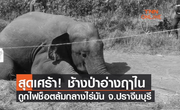 สุดเศร้า! ช้างป่าอ่างฤาไน ถูกไฟช็อตล้มกลางไร่มัน จ.ปราจีนบุรี