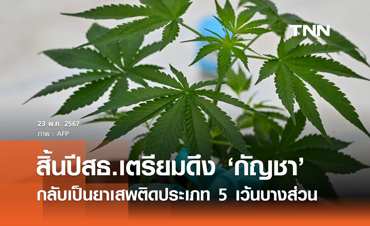 สธ. เตรียมดึง ‘กัญชา’ กลับเป็นยาเสพติดประเภท 5 สิ้นปีนี้ ยกเว้นบางส่วนของพืซ