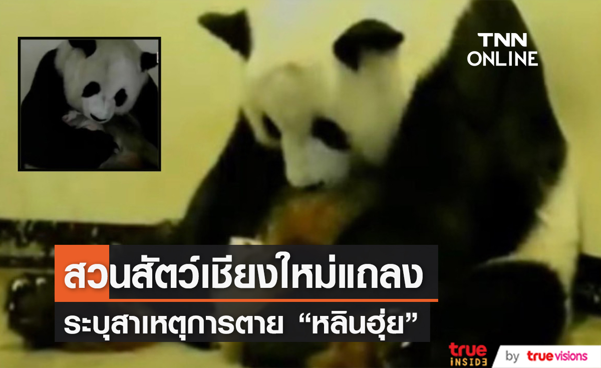 "สวนสัตว์เชียงใหม่" แถลงระบุสาเหตุการตาย "หลินฮุ่ย"