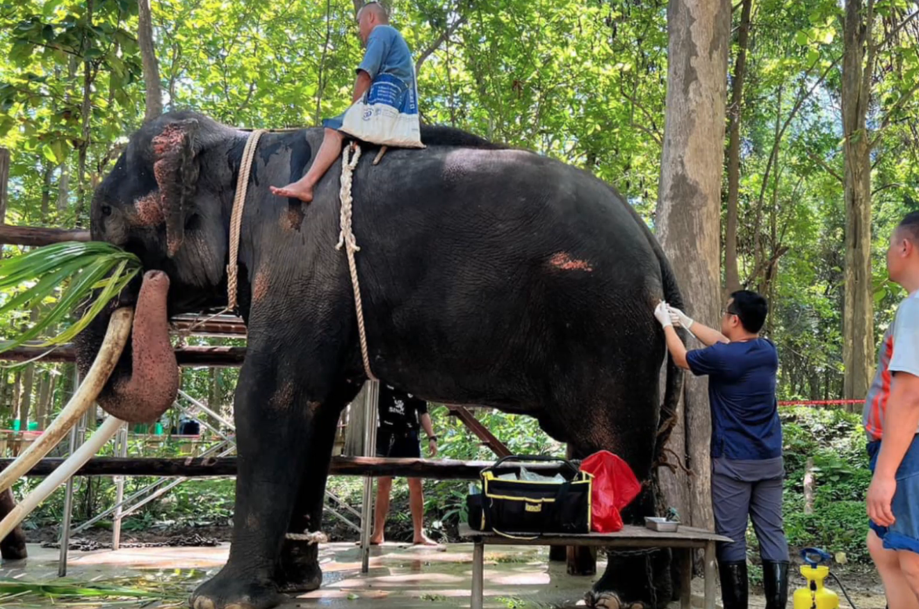 อัปเดตล่าสุด “พลายศักดิ์สุรินทร์” สุภาพดีไม่มีโรคติดต่อ อัปเดตล่าสุด “พลายศักดิ์สุรินทร์” สุภาพดีไม่มีโรคติดต่อ