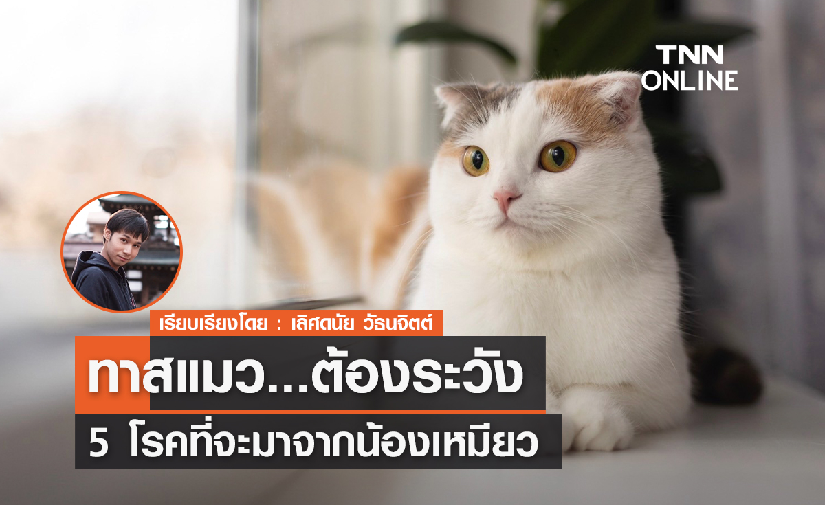 ทาสแมวต้องระวัง 5 โรคที่จะมาจากน้องเหมียว 