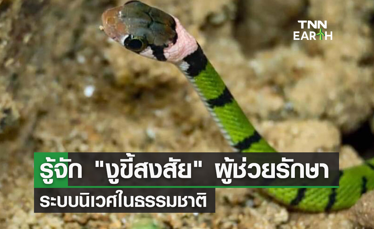 รู้จัก งูขี้สงสัย ผู้ช่วยรักษาระบบนิเวศในธรรมชาติ