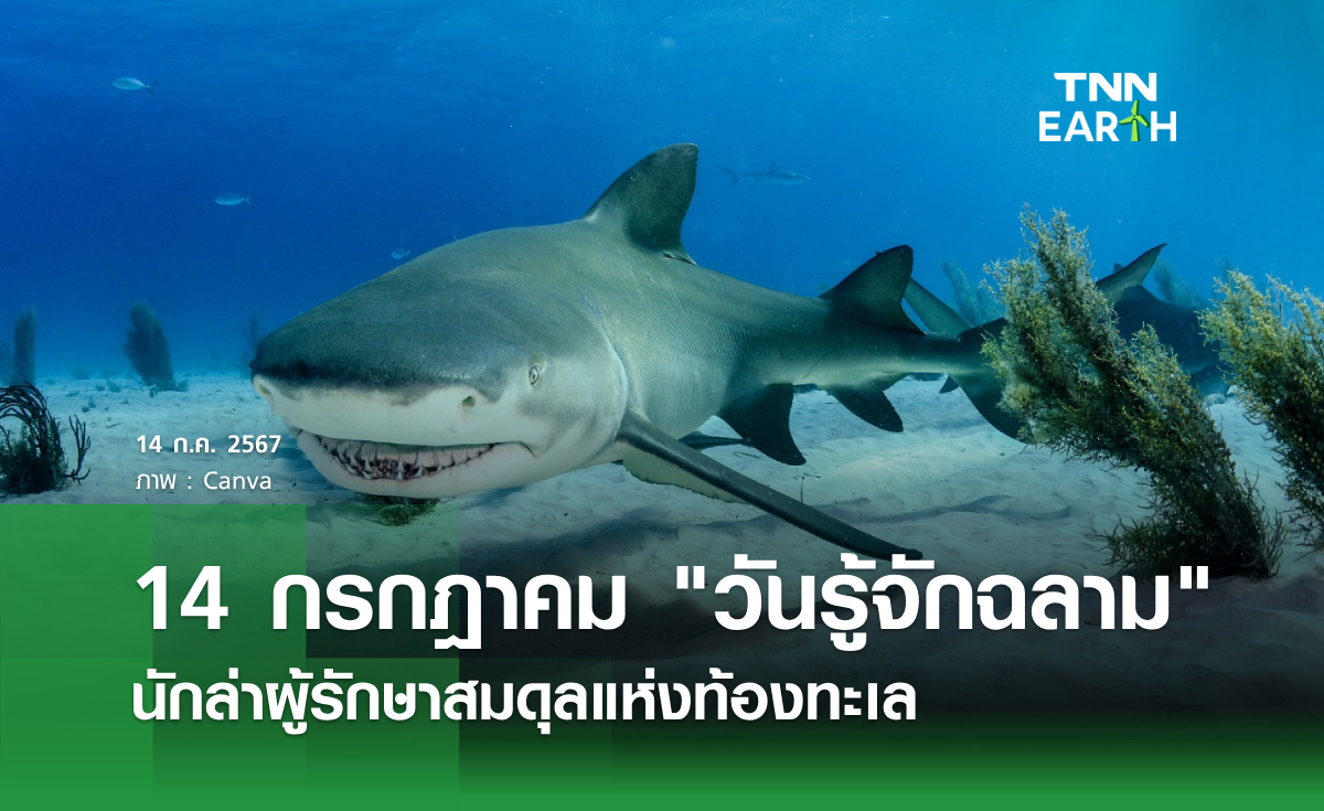 14 กรกฎาคม "วันรู้จักฉลาม" นักล่าผู้รักษาสมดุลแห่งท้องทะเล